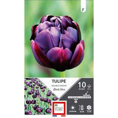 TULIPE  DOUBLE TARDIVE BLACK HERO 1  F TURC